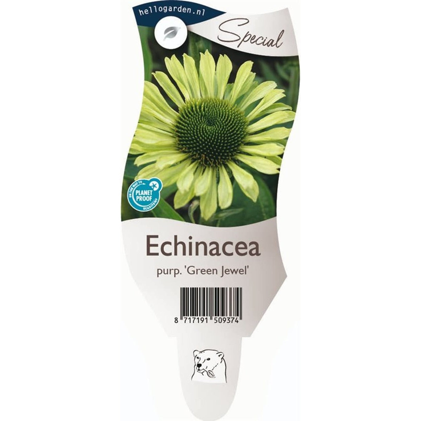 Röd solhatt – Echinacea purpurea 'Green Jewel' - P11